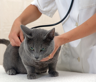 猫肺炎的诊断及治疗